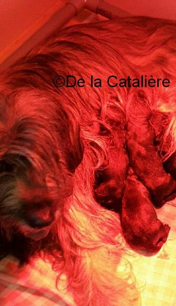 De La Catalière - Nouvelle naissance le 13/04/2018